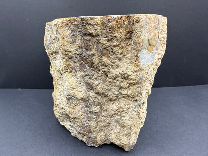 Blue Forest Petrified Wood