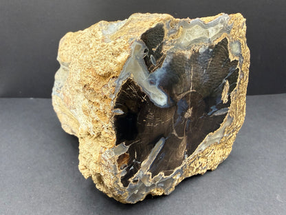 Blue Forest Petrified Wood