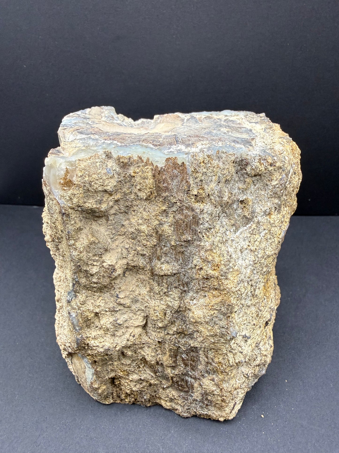 Blue Forest Petrified Wood
