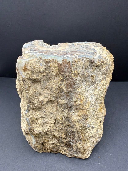 Blue Forest Petrified Wood