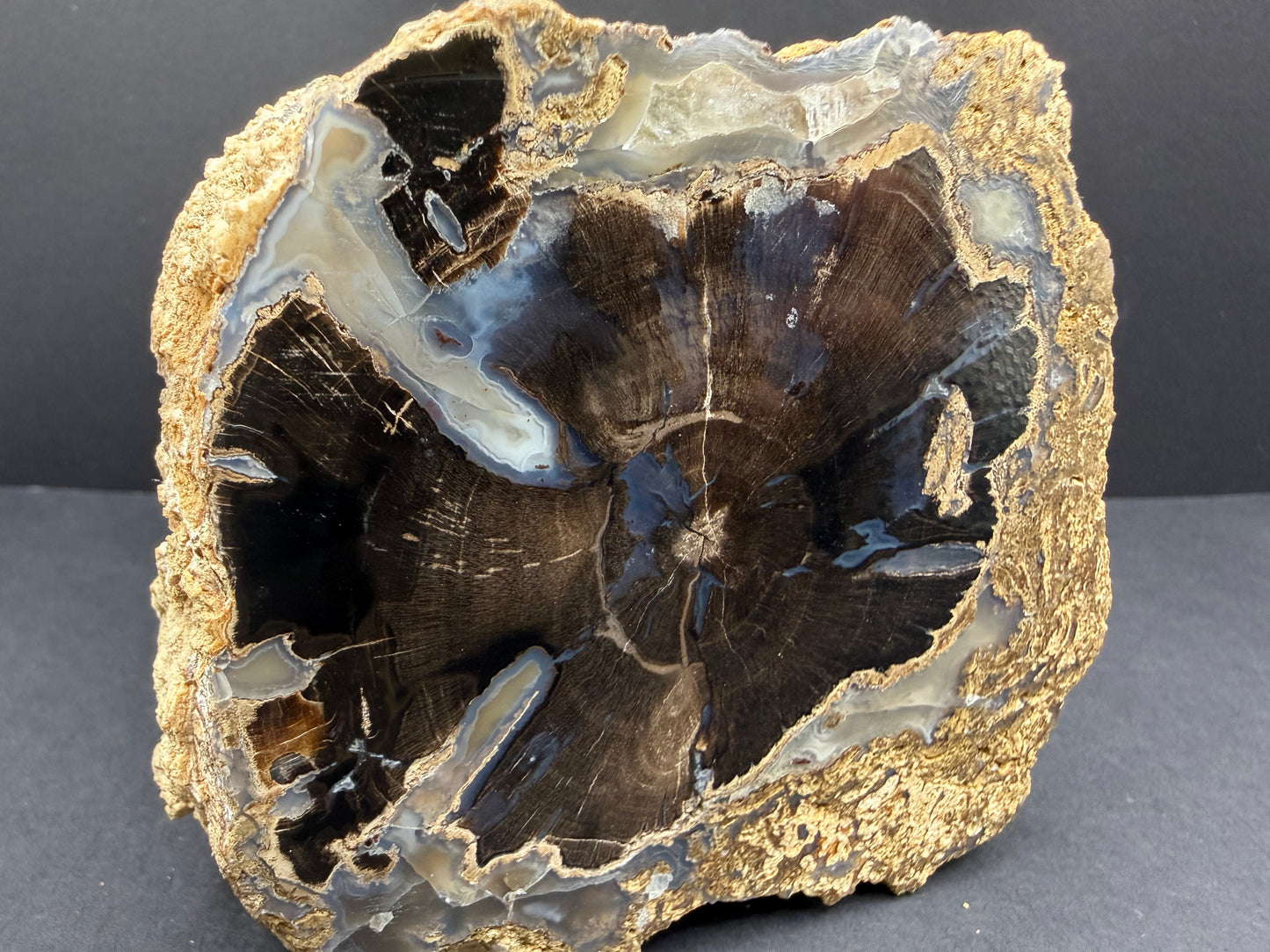 Blue Forest Petrified Wood