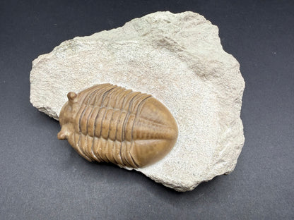 Russian Trilobite