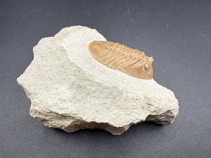 Russian Trilobite