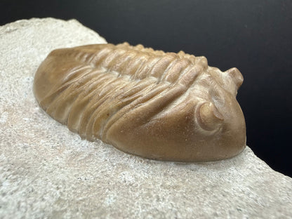 Russian Trilobite