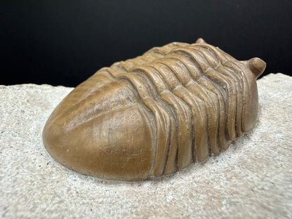 Russian Trilobite