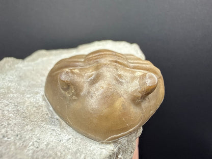 Russian Trilobite