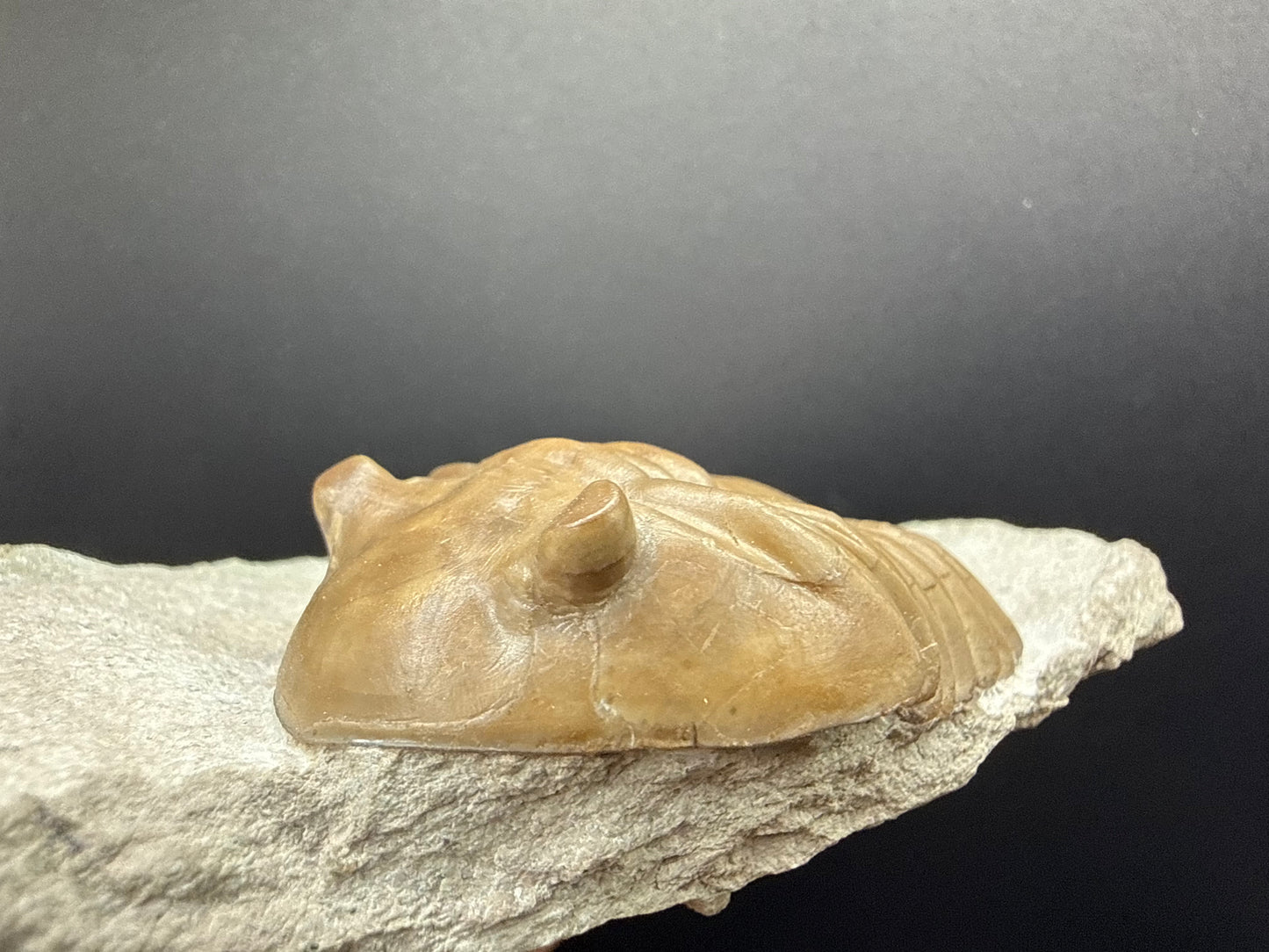 Russian Trilobite