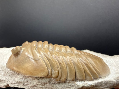Russian Trilobite