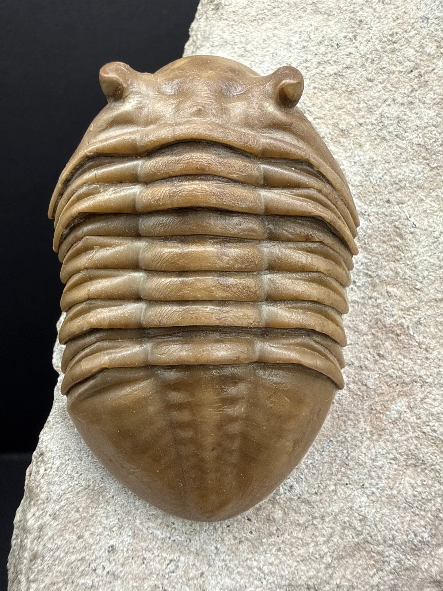 Russian Trilobite