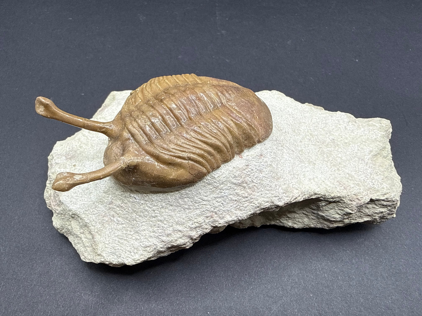 Russian Trilobite
