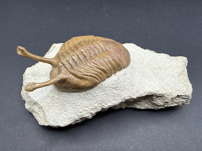 Russian Trilobite