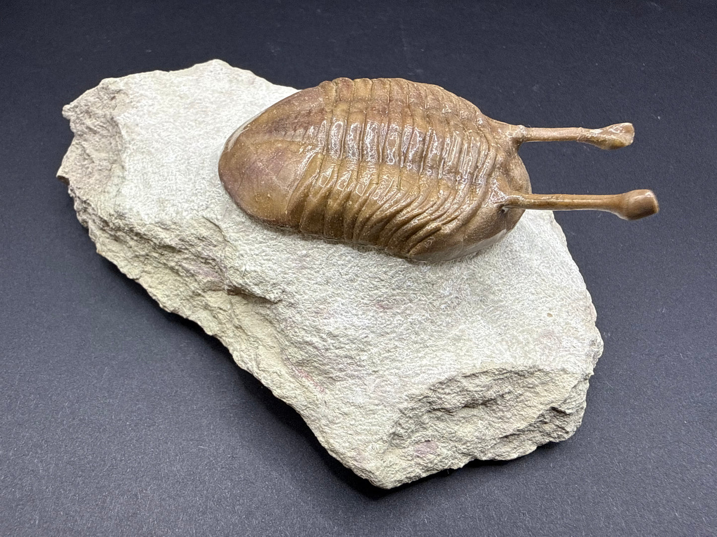 Russian Trilobite