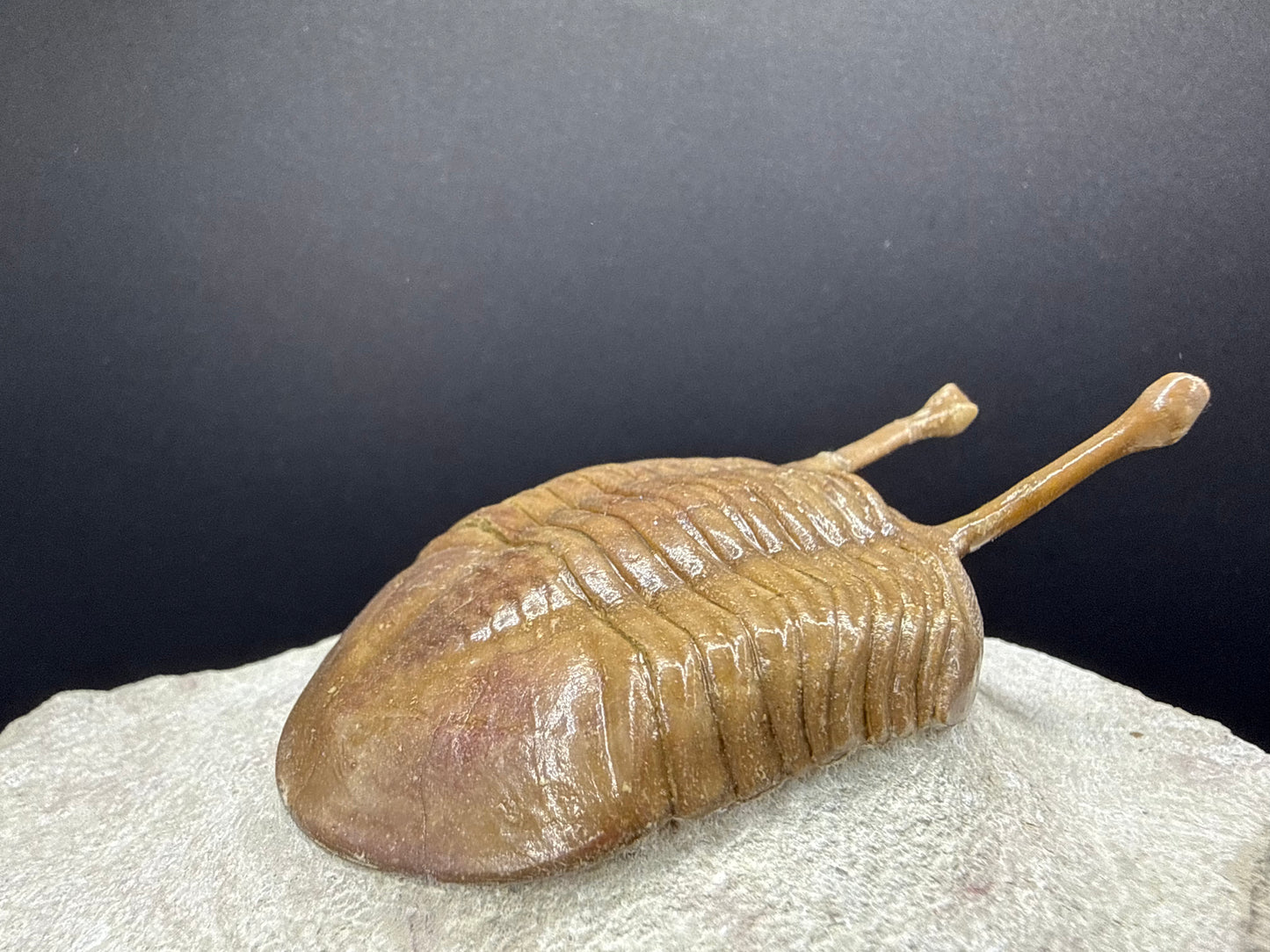 Russian Trilobite