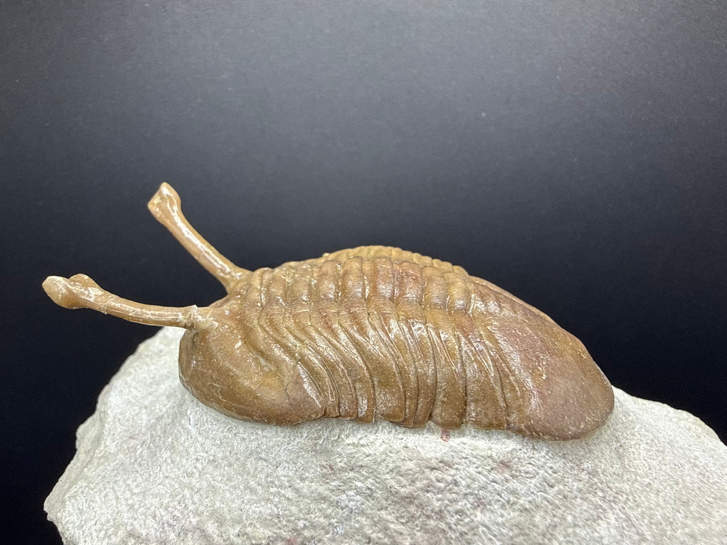 Russian Trilobite