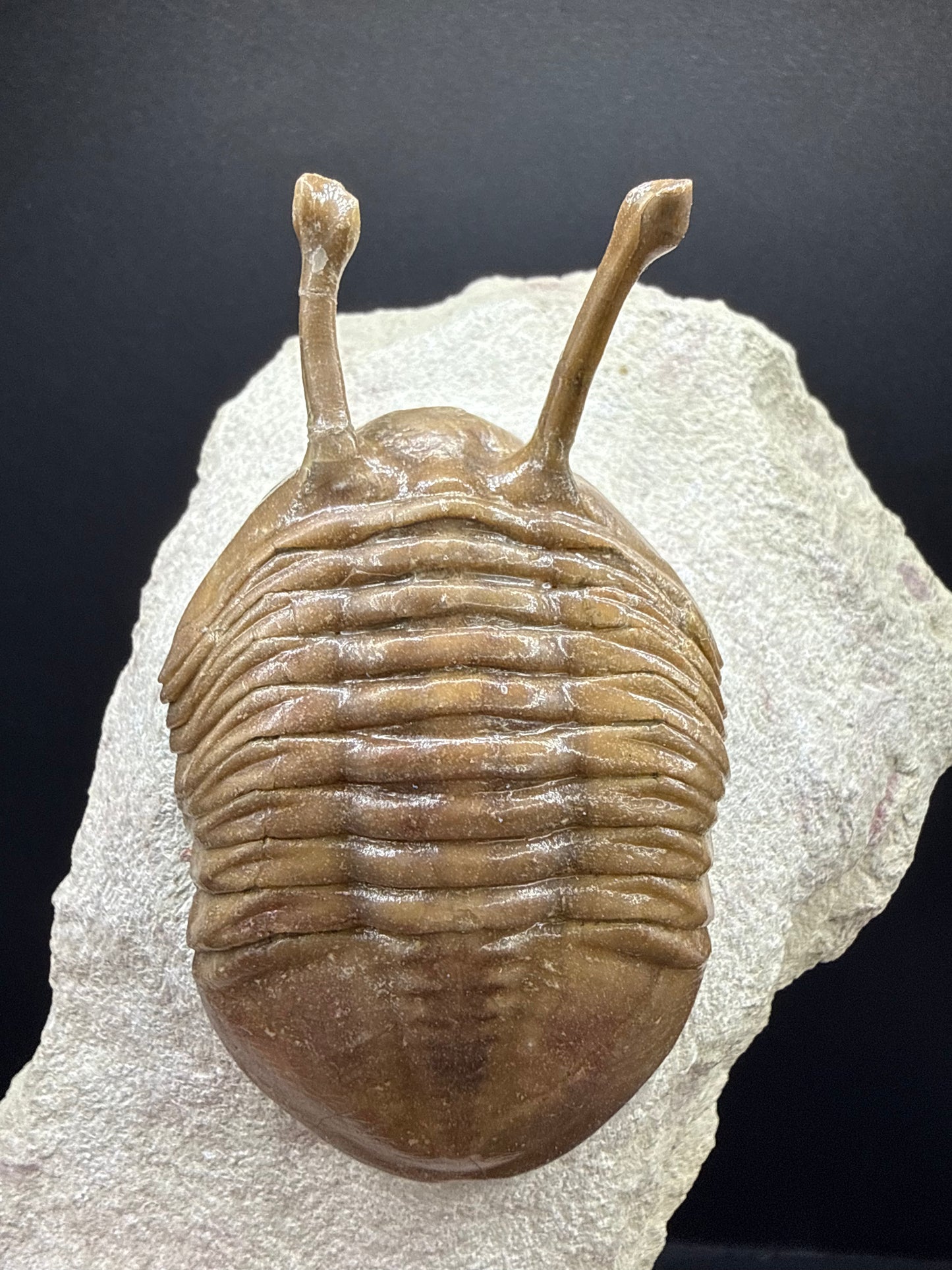 Russian Trilobite