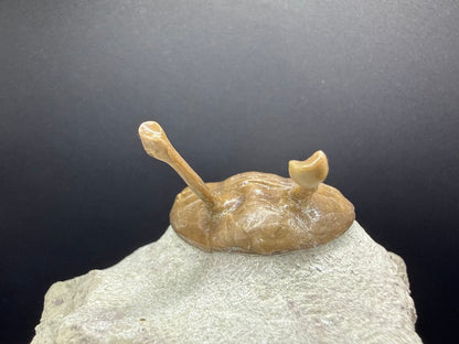 Russian Trilobite