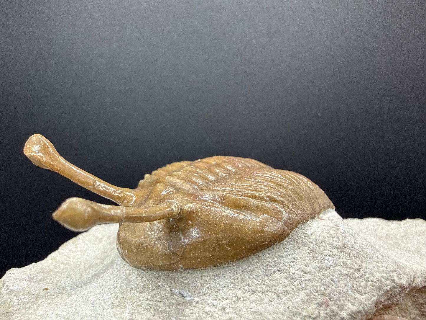 Russian Trilobite