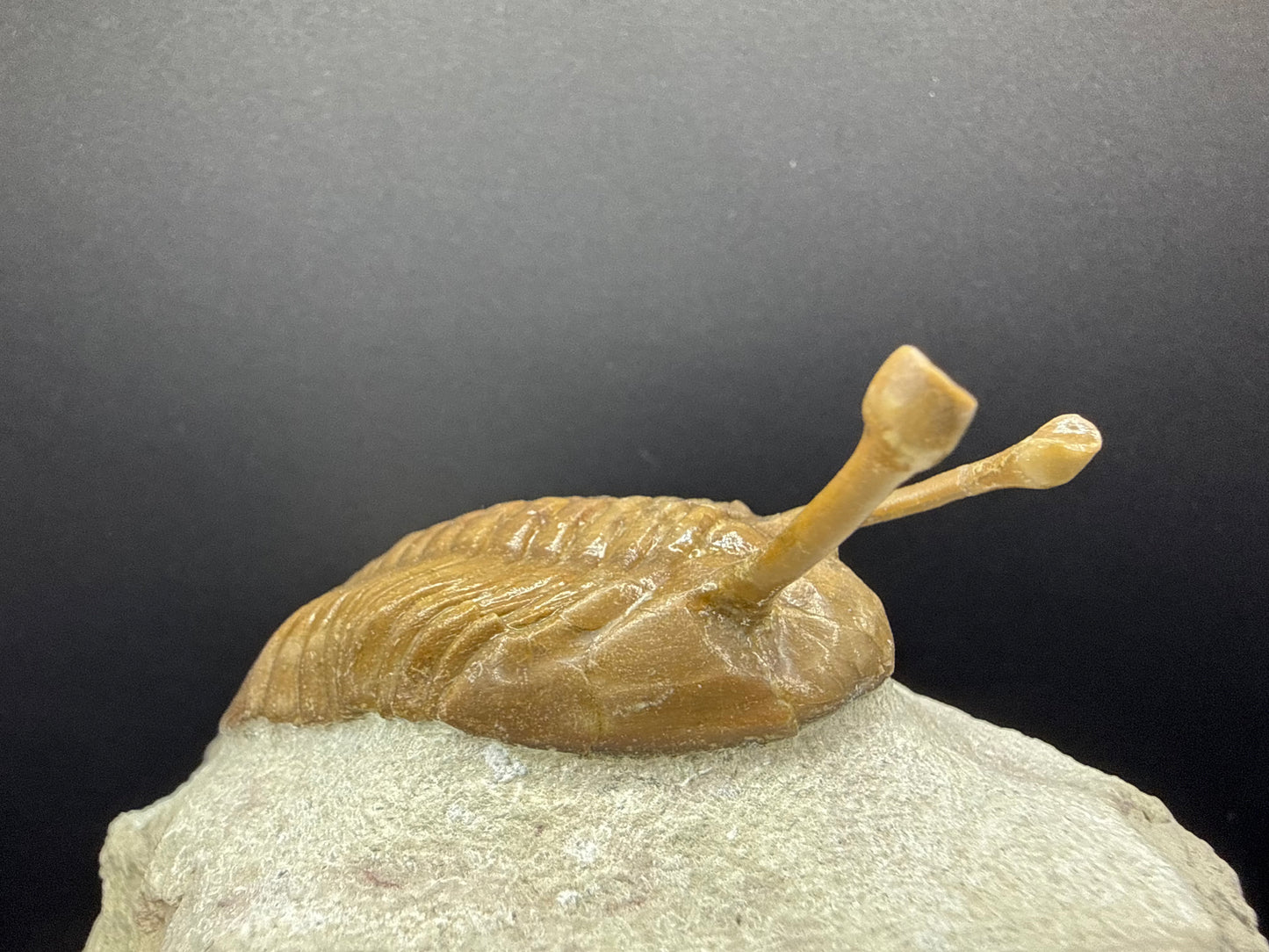 Russian Trilobite