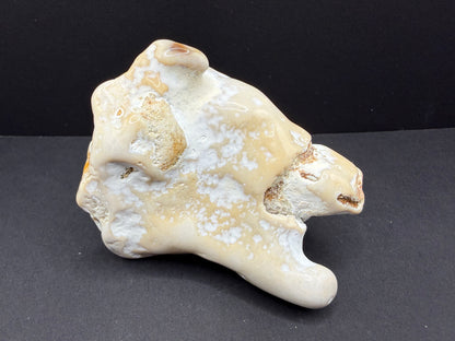 Agatized Coral
