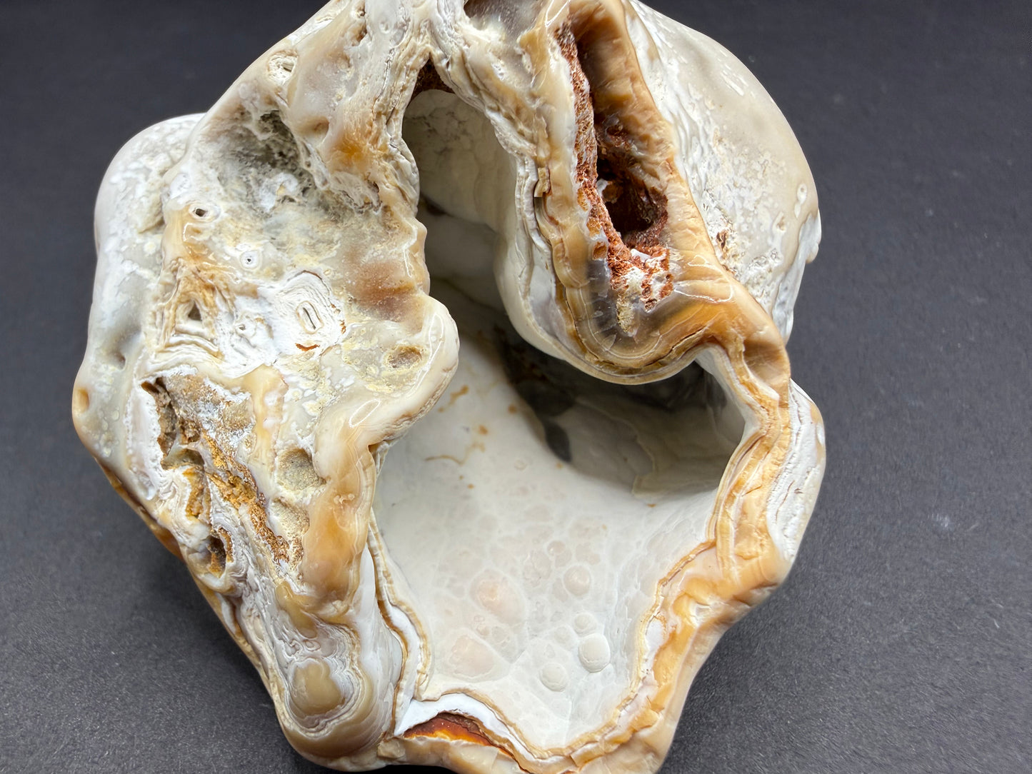 Agatized Coral