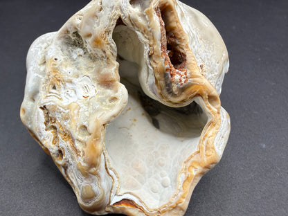 Agatized Coral