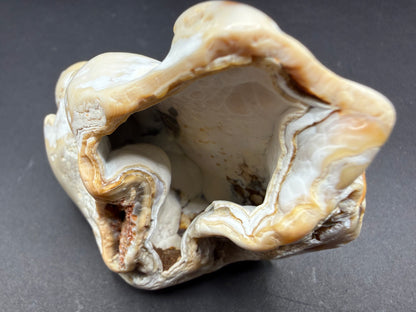 Agatized Coral