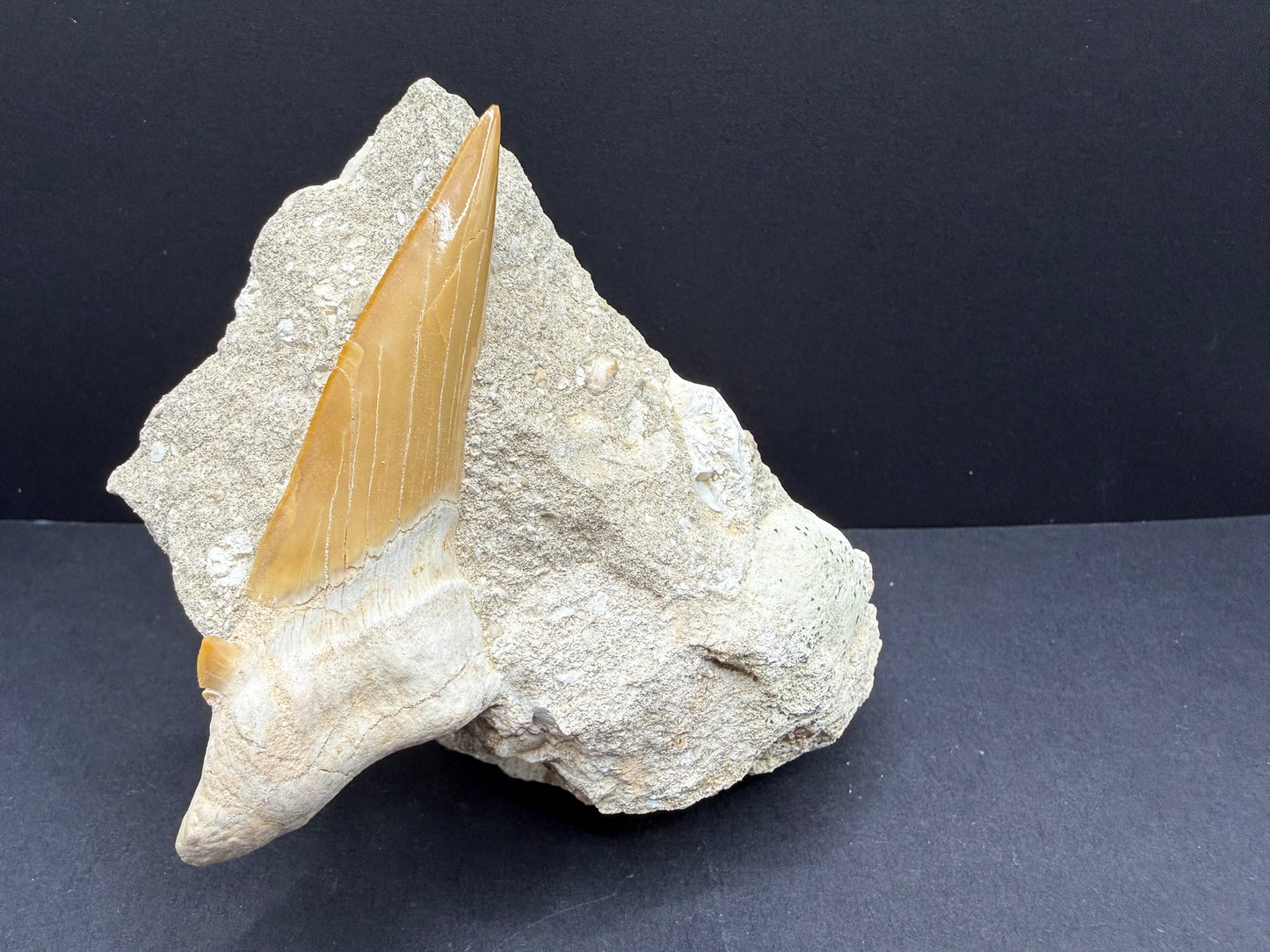 Shark Tooth