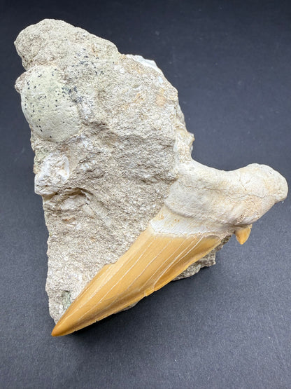 Shark Tooth
