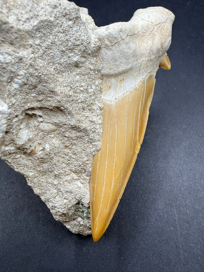 Shark Tooth