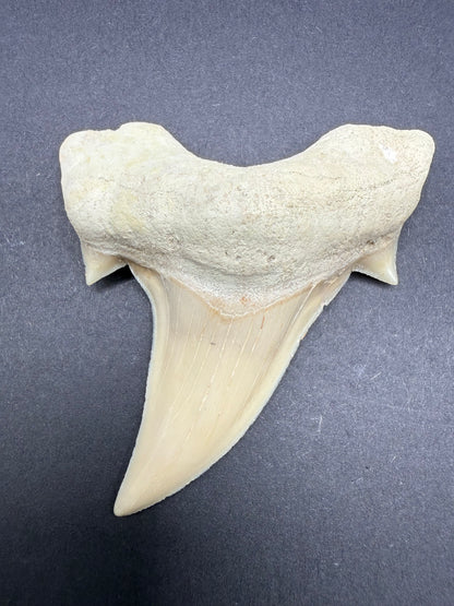 Shark Tooth