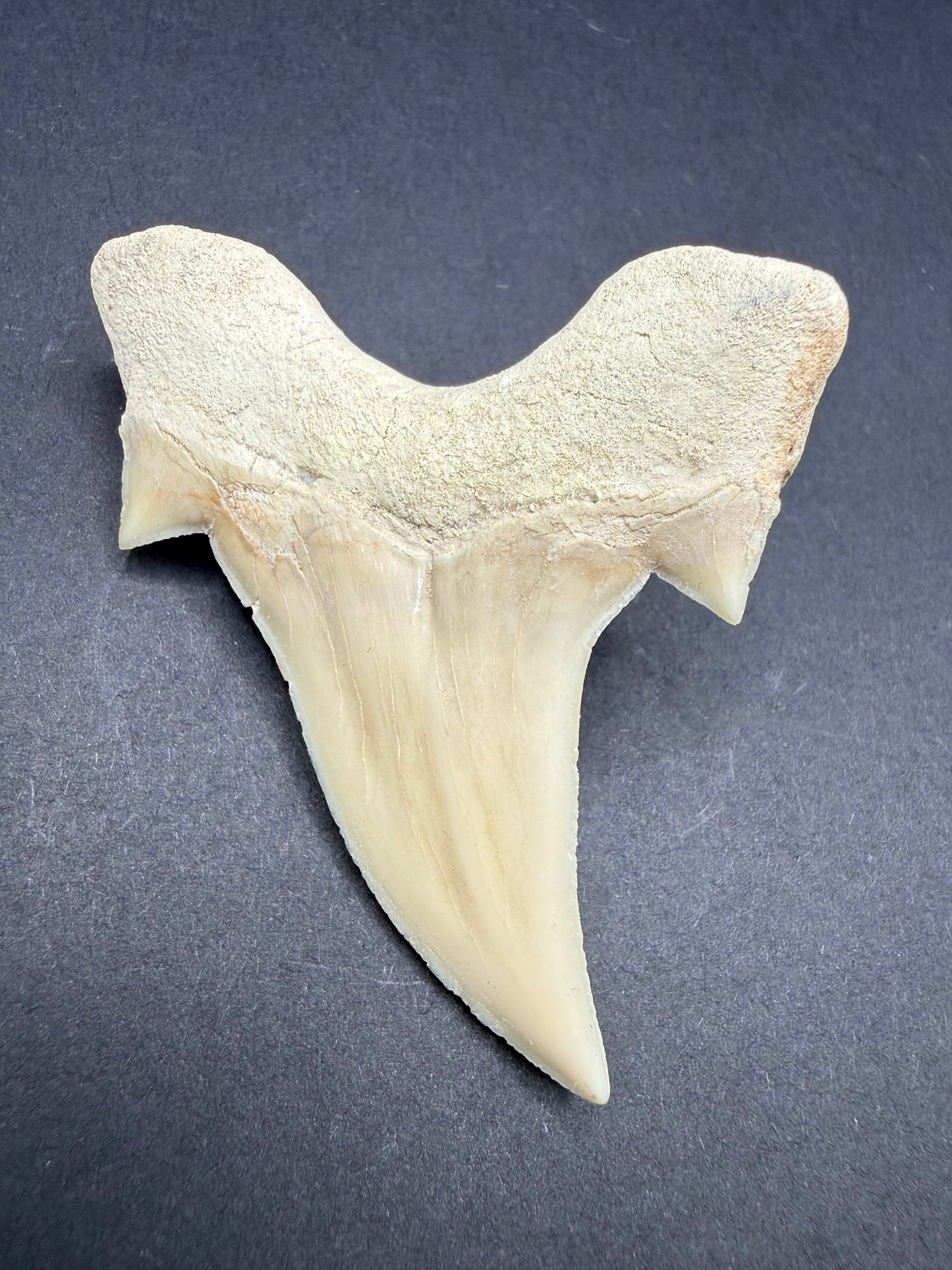 Shark Tooth