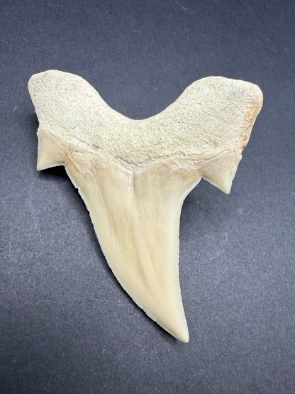 Shark Tooth