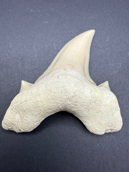 Shark Tooth