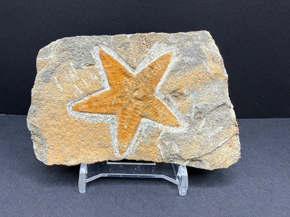 Starfish