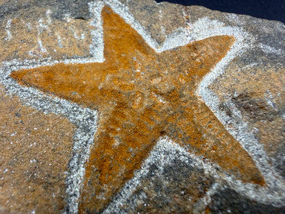 Starfish