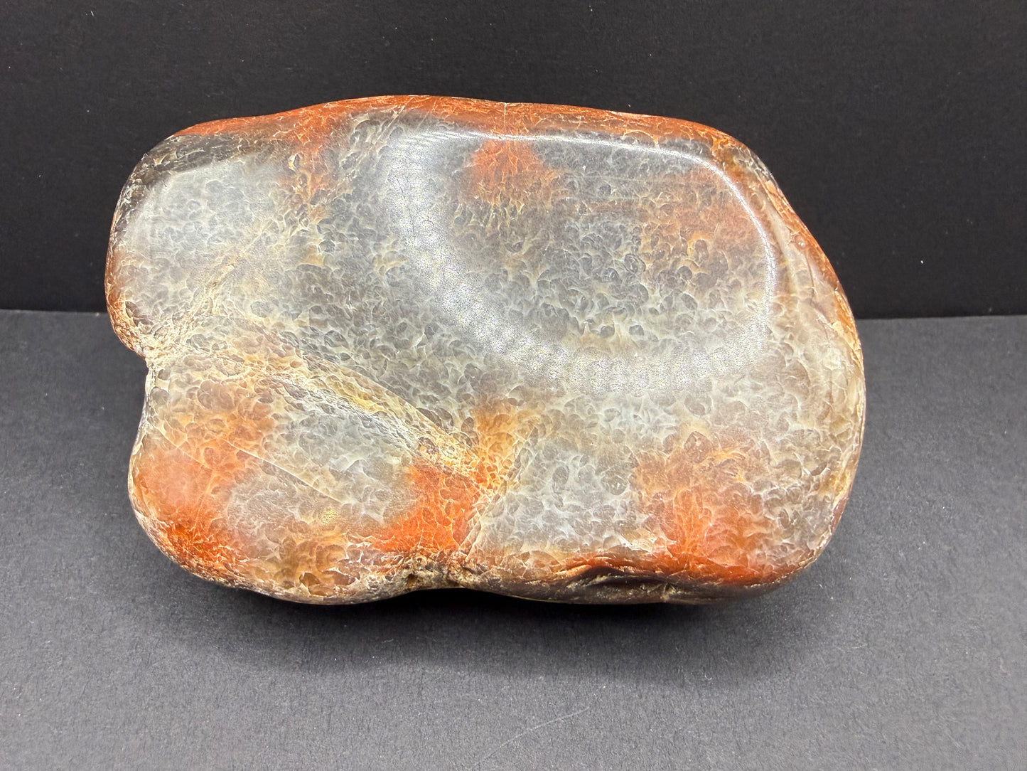 Conifer Petrified Wood