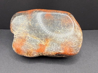 Conifer Petrified Wood