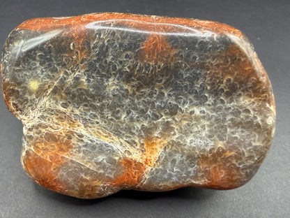 Conifer Petrified Wood