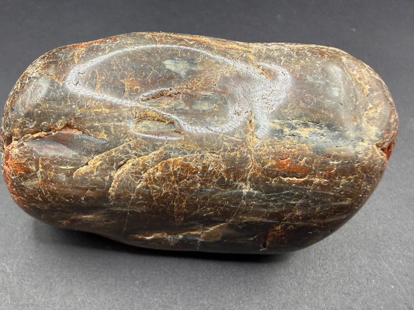 Conifer Petrified Wood