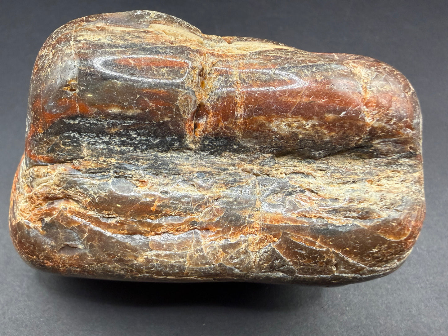 Conifer Petrified Wood