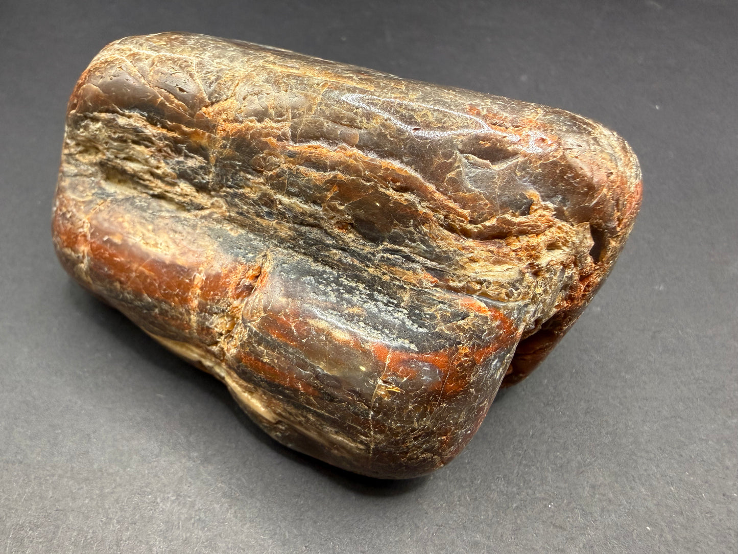 Conifer Petrified Wood