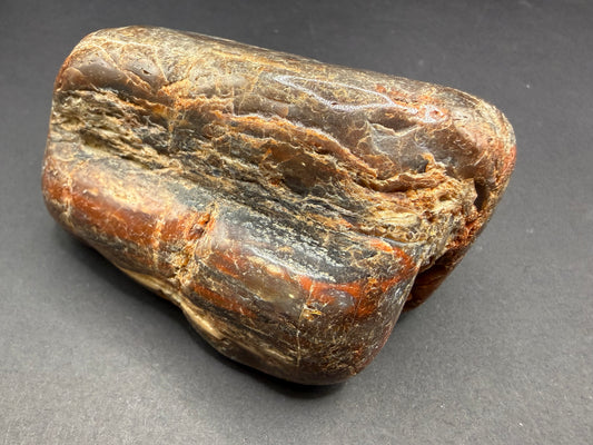 Conifer Petrified Wood