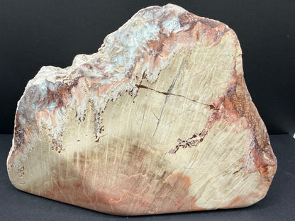 Schilderia Petrified Wood