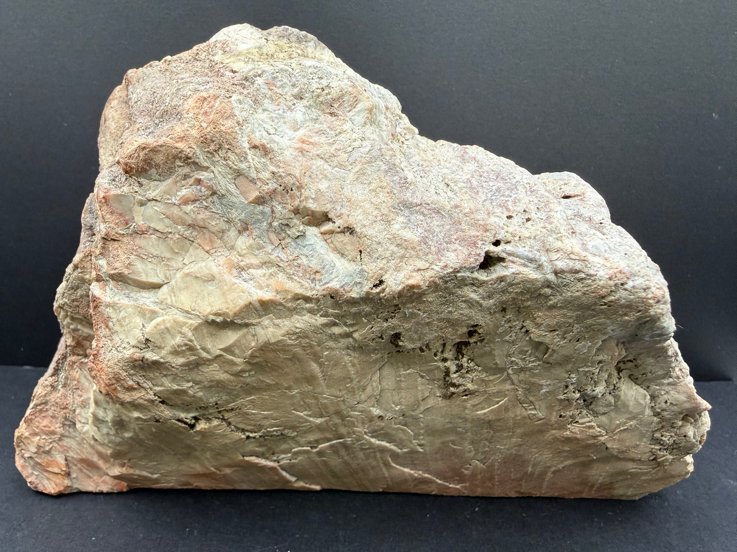 Schilderia Petrified Wood