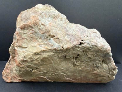 Schilderia Petrified Wood