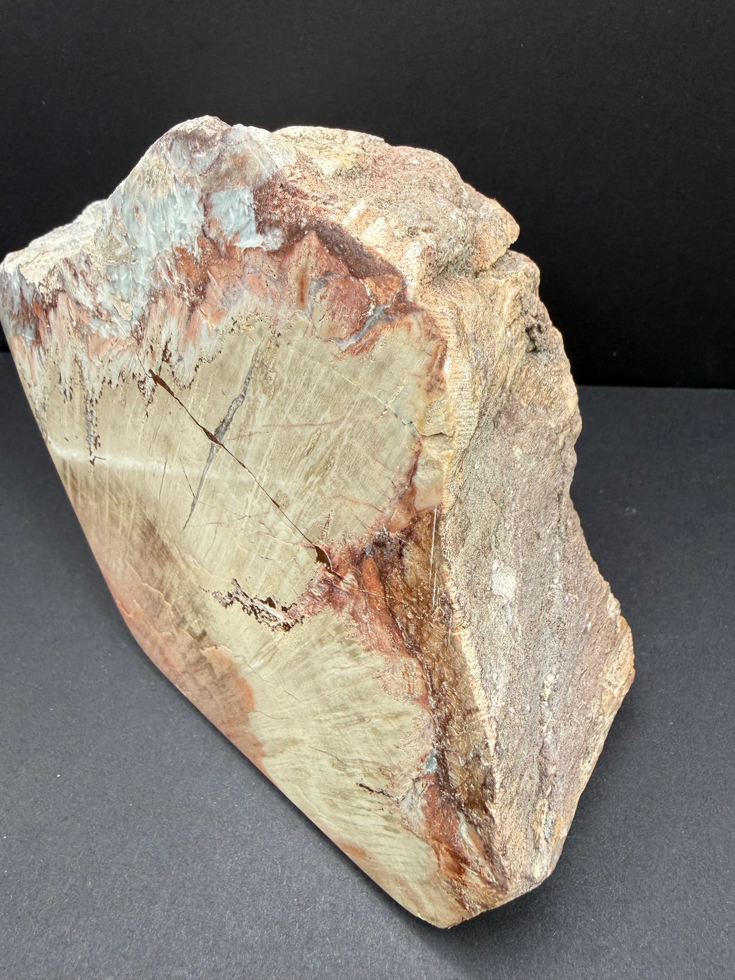 Schilderia Petrified Wood