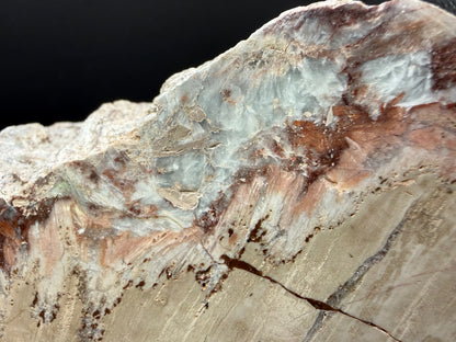 Schilderia Petrified Wood