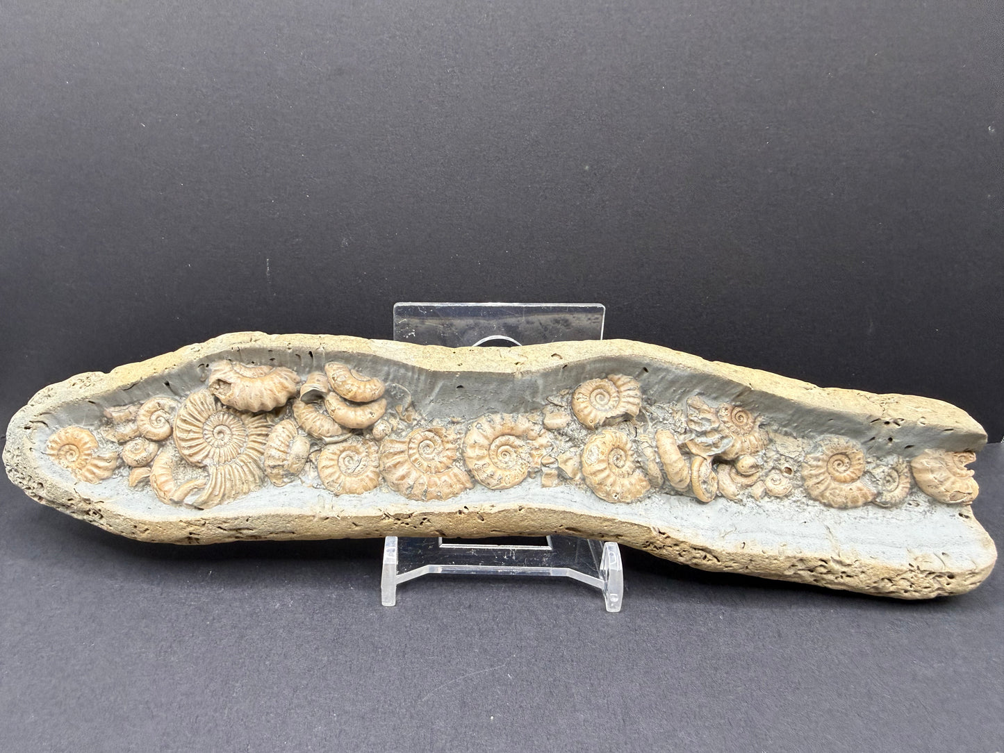 Ammonite Nodule