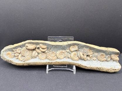 Ammonite Nodule