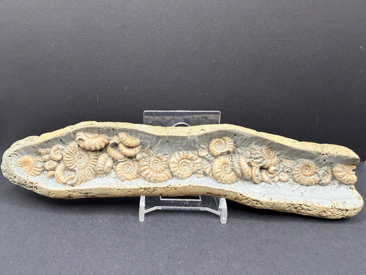 Ammonite Nodule